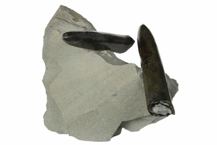 Two Jurassic Belemnite (Passaloteuthis) Fossils - Germany #177636